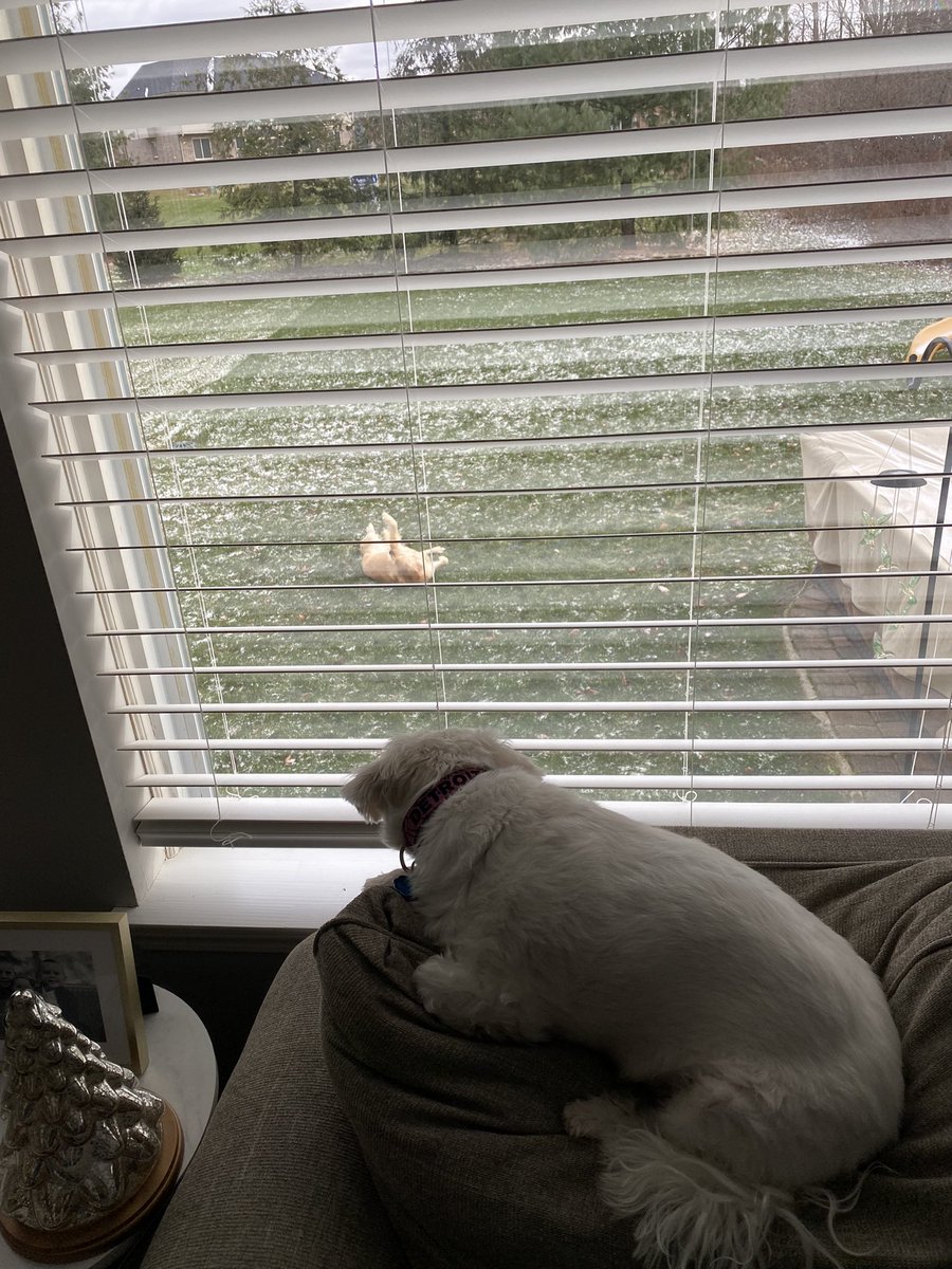 Two very different Shattuck dogs