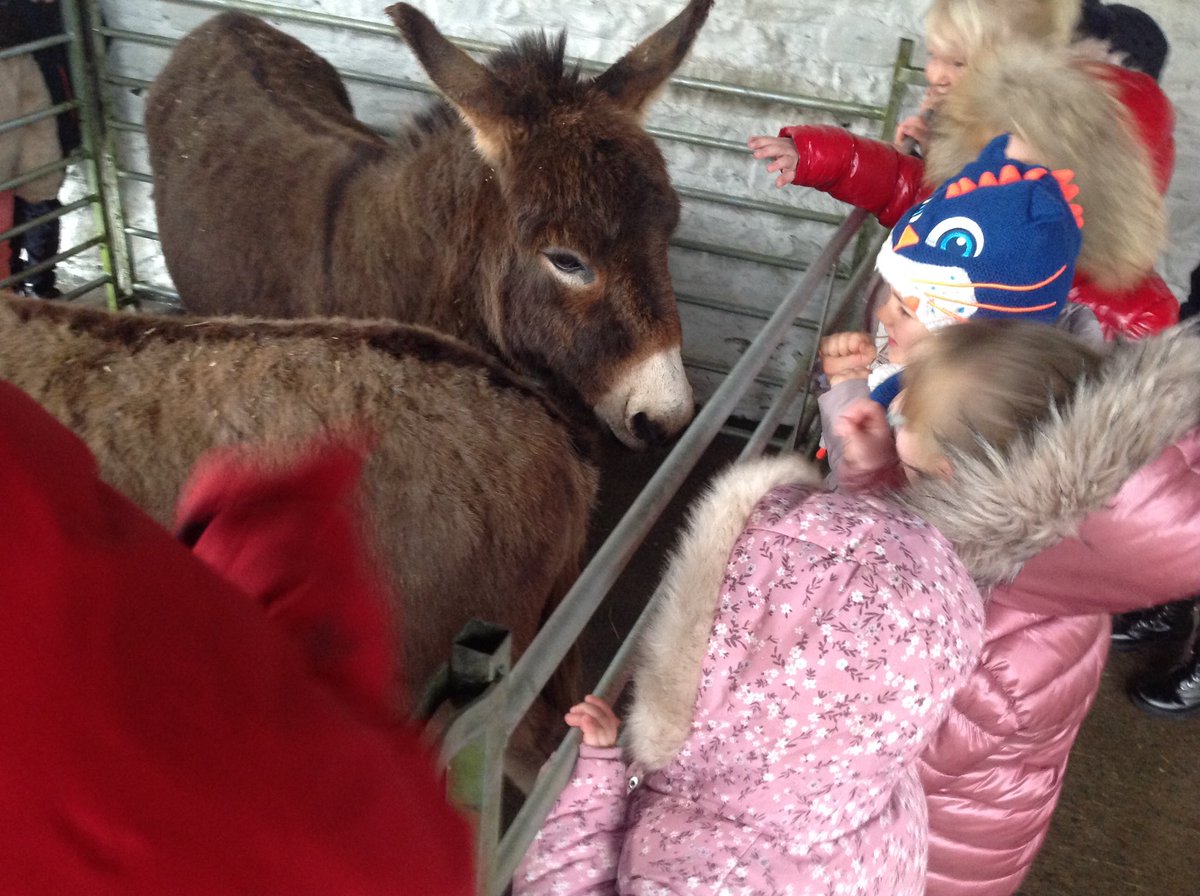 A big well done to all of the Early Years children for putting on a great Nativity play, da iawn! The children were then very excited to meet the lovely donkeys named Molly and Coco.