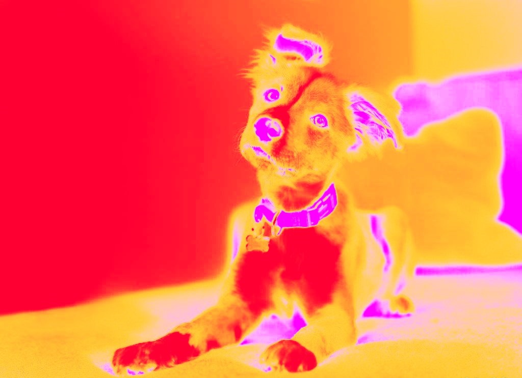ArtDogsCollect's tweet photo. Take the chance to collect this beautiful collection of puppies! In this way you will be helping the animal cause!!!

https://t.co/2FRImzQ0pd https://t.co/7GhaZywXWH