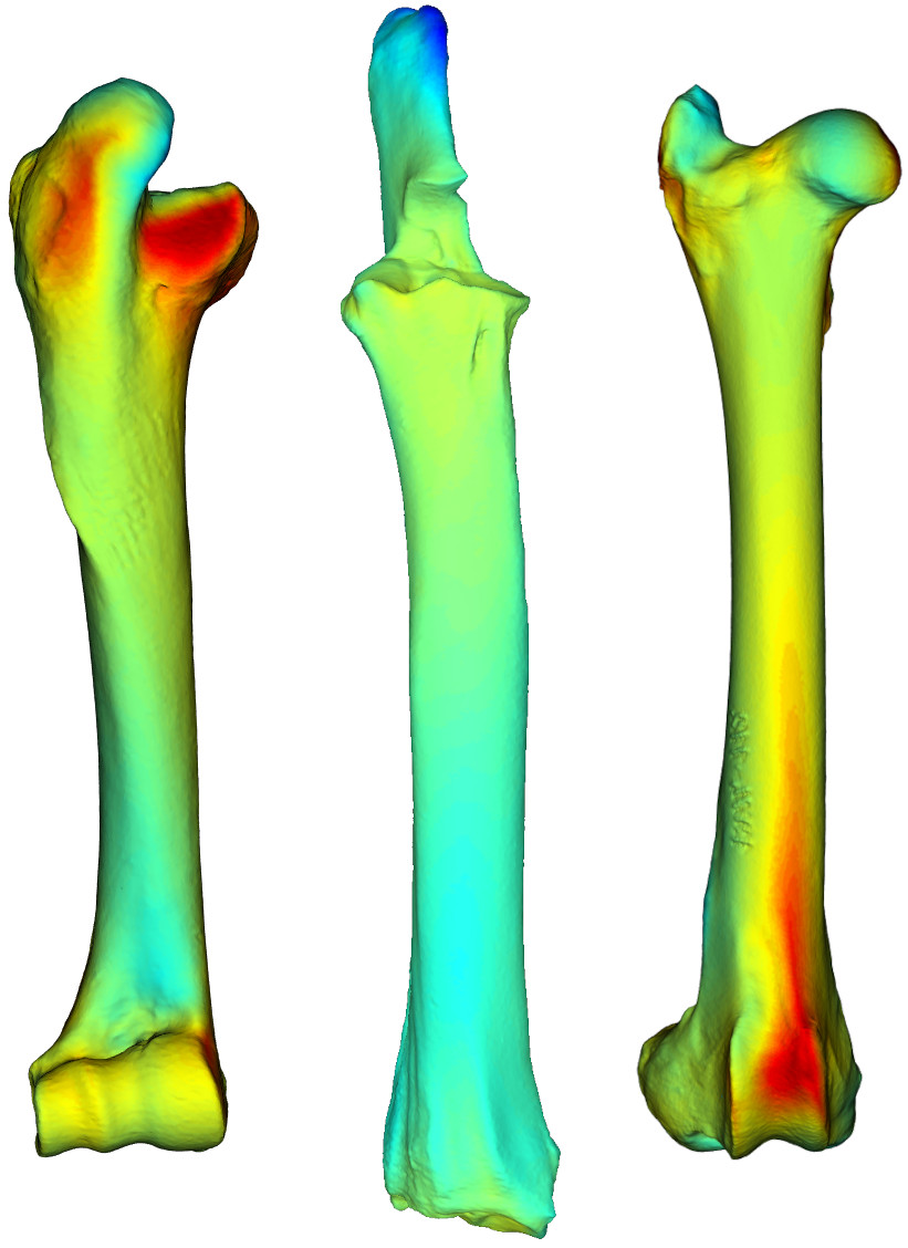 CyrilEtienne1's tweet photo. Interested in limb bone morphology? Our sample of 246 3D-models of bovid long bones is now freely available on @MorphoSource https://t.co/0jW4OtVJwR
Many thanks to the curators @Le_Museum, and to @ERC_Research for funding the #Gravibone project! https://t.co/iy3SPa9KZO