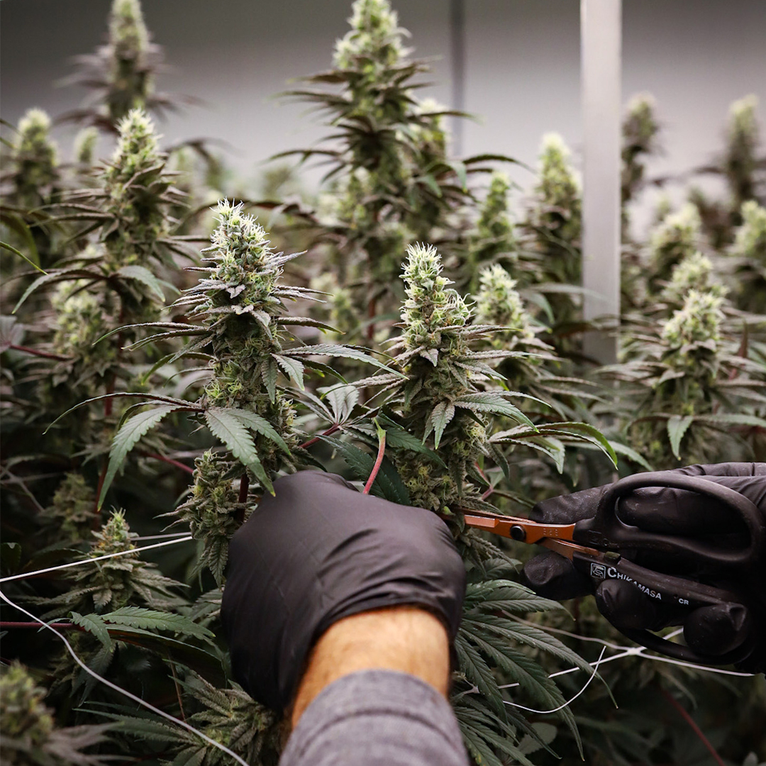 EastCann tweet media