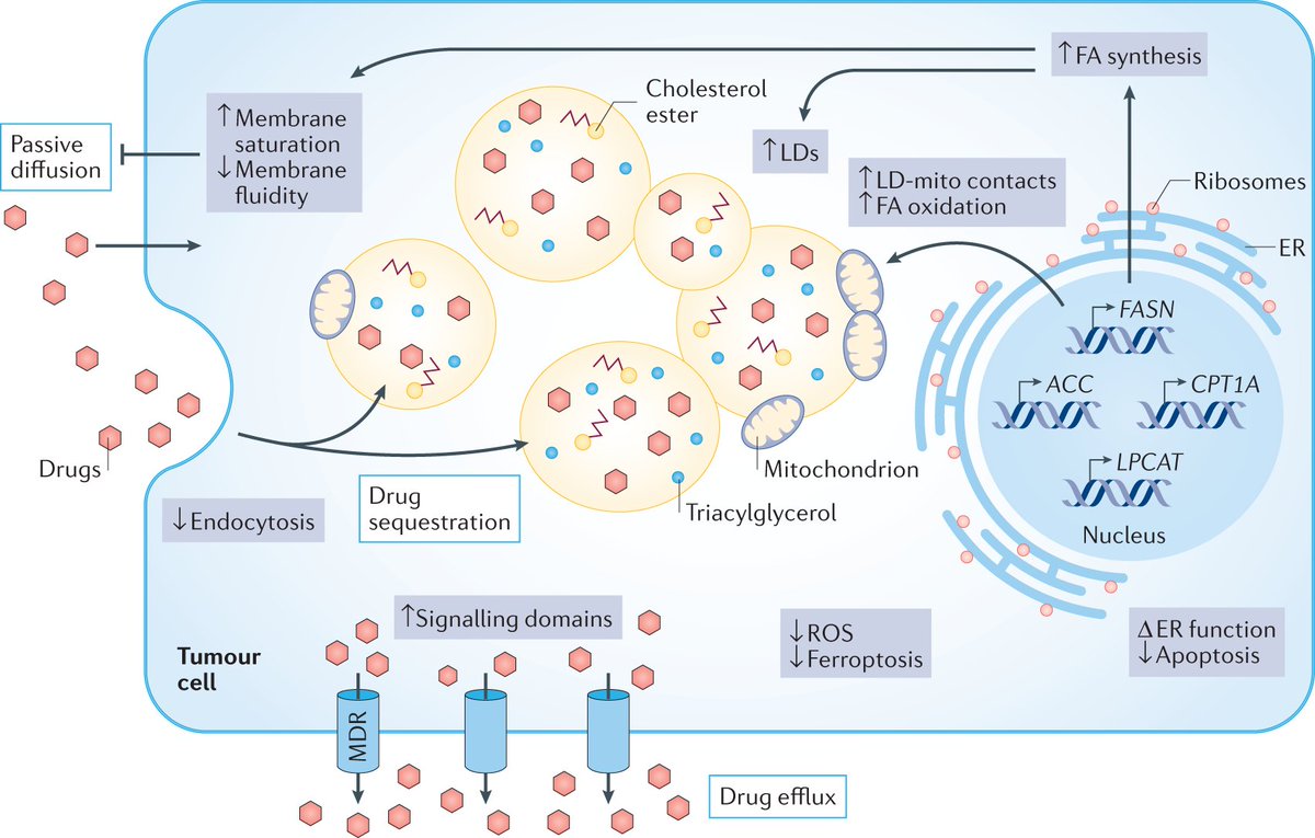 In the Dec issue of <a href="/NatureRevCancer/">Nature Reviews Cancer</a> | Tumour fatty acid metabolism in the context of #therapyresistance and #obesity, by Andrew Hoy <a href="/HoyLipidLab/">Lipid Metabolism Lab</a>, Shilpa R. Nagarajan <a href="/shilpainthelab/">Shilpa Nagarajan</a> and <a href="/LisaButler5/">Lisa Butler</a> 

go.nature.com/3B0IqBS

<a href="/NatResCancer/">Cancer at Nature Portfolio</a> #cancermetabolism