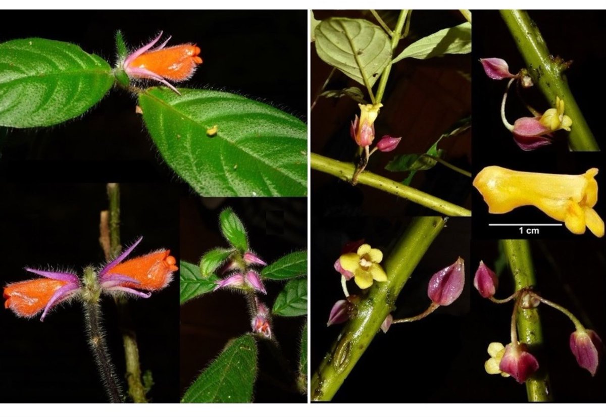 🌸🌱 Dos nuevas especies de plantas fueron halladas en el Parque Nacional Cordillera Azul, que comprende territorios de San Martín, Huánuco, Loreto y Ucayali, por un equipo de científicos del Jardín Botánico de Missouri. bit.ly/3ExRi41