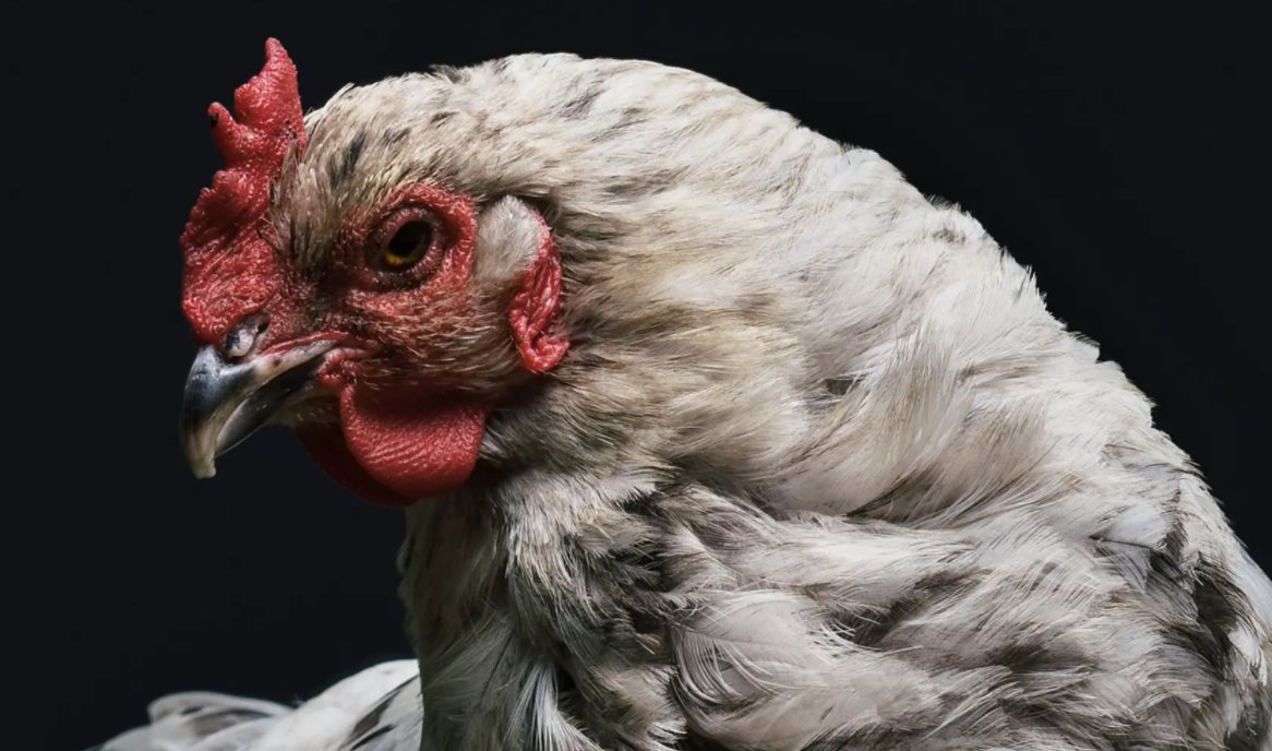 Obermann Center for Advanced Studies tweet media