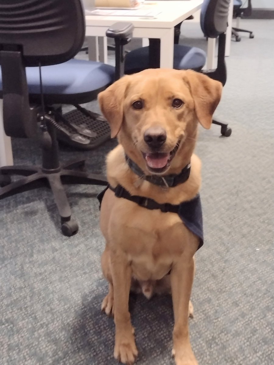 Today @OscarKiloNine wellbeing dogs Ben and Reggie went along to visit The Road Safety Bureau from @DurhamPolice and @wellbeing_dc they often have a difficult job and needed some extra care and attention today #dontdrinkanddrive #designateddriver #dontspeed