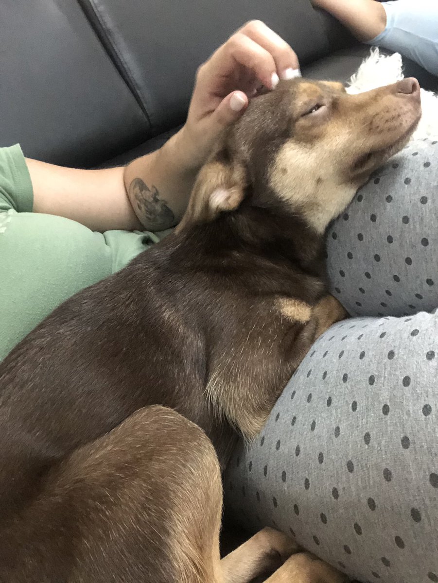 ayudemosapluto's tweet photo. Yesterday they asked us about the pichu #MiracleAP π β₯ οΈ Super pampered and loved at home, a mega hyperactive and unique girl π€ It is incredible to see everything that happened, and to have witnessed the entire process to be able to make her happy and allow her to enjoy https://t.co/IWvZGHLksA