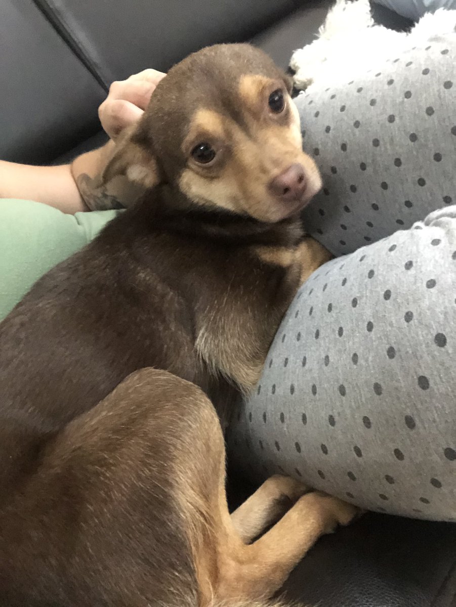 ayudemosapluto's tweet photo. Yesterday they asked us about the pichu #MiracleAP π β₯ οΈ Super pampered and loved at home, a mega hyperactive and unique girl π€ It is incredible to see everything that happened, and to have witnessed the entire process to be able to make her happy and allow her to enjoy https://t.co/IWvZGHLksA