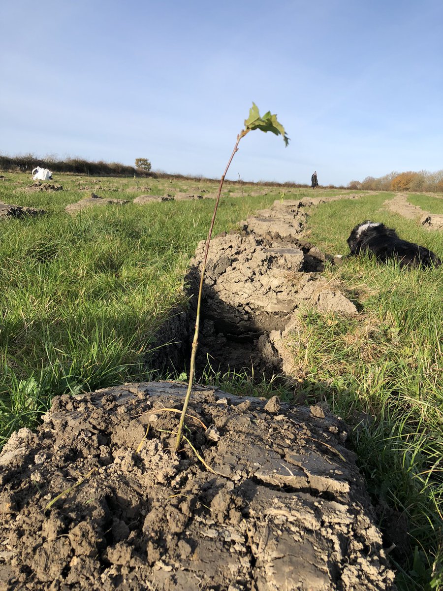 GowisePrint's tweet image. On 25th November we (Nick) planted 100 trees for our customers for Christmas (see inside our Christmas Card!) as alongside @WoodlandTrust and @PremierPaperUK we added over 4000 trees in total to the Young People’s Forest in Derbyshire. Very much ‘hands (&amp;amp; paws) on’ Carbon Capture