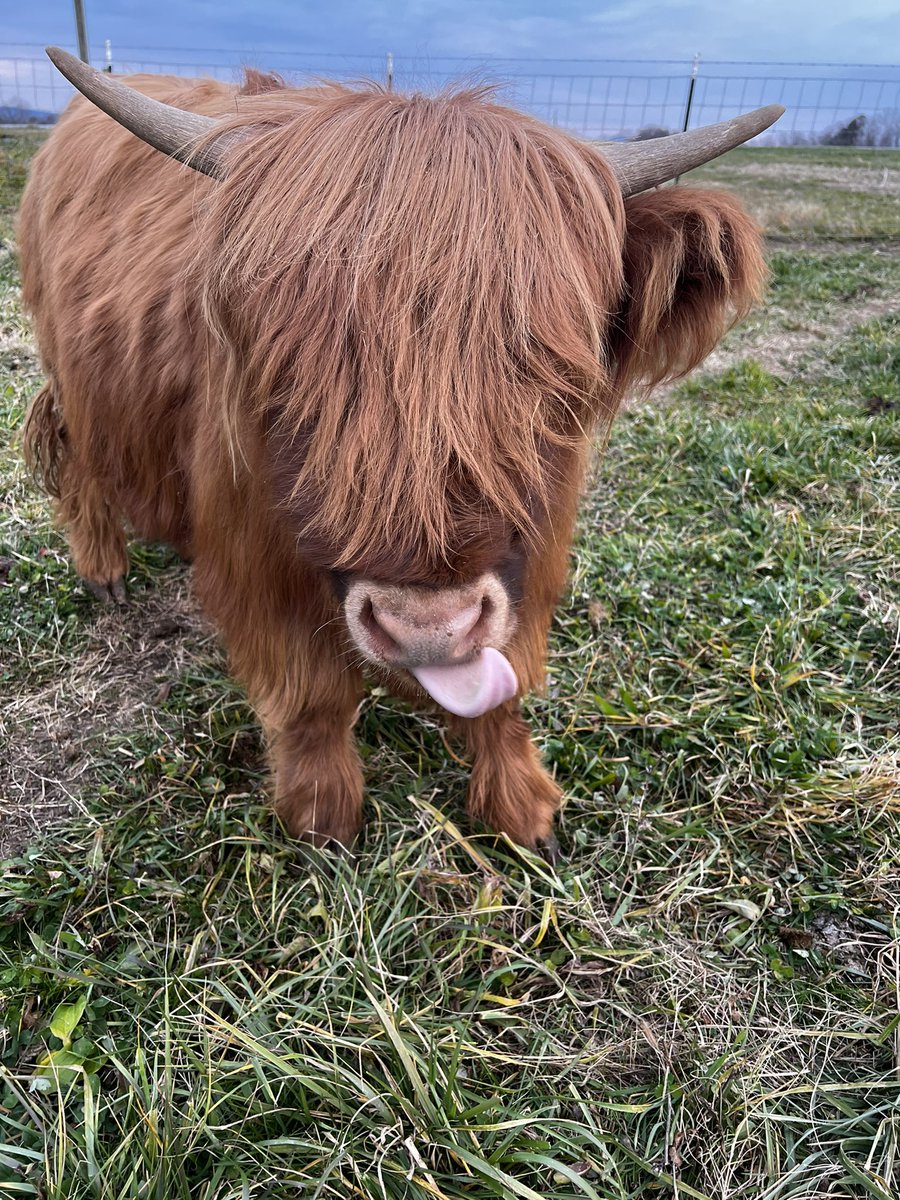 StenaMeadows's tweet photo. Tongues out Tuesday! #Coosday #LifeWithLadyMay #HighlandCoo #fuzzycows https://t.co/yciXAyVGaN