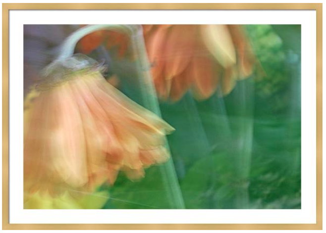 marybedy's tweet photo. Flower Dream
https://t.co/YXt2O1ezWo #flowerabstract #marybedy https://t.co/w4MzsOAFtv
