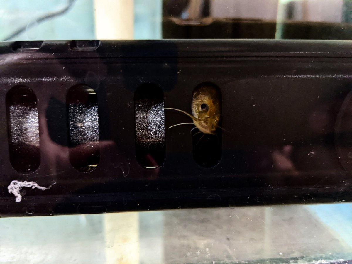 McCallMeB's tweet photo. It has been a blast having madtoms in the lab! Seeing their curious faces pop out of their choice of cover makes you smile. This cutie really loves the inside of the heater https://t.co/gmyh5YdgWn