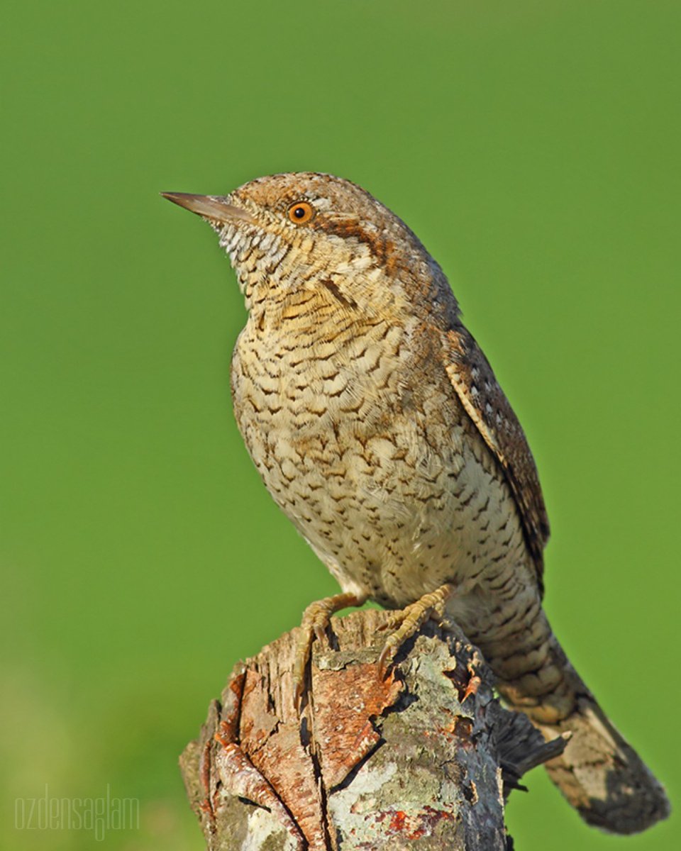 Boyunçeviren / Eurasian Wryneck
Kızılırmak Delta/ Samsun