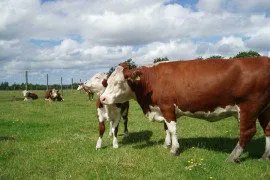 pennstate_perry's tweet photo. Cattle Feeders Day scheduled for January 25 in Lancaster county.  For 53 years, the annual Lancaster County Cattle Feeders Day has provided pertinent educational information to cattle feeders from across PA and neighboring states.  Registration required. https://t.co/oNkKld1EN1 https://t.co/g9jttGiqCu
