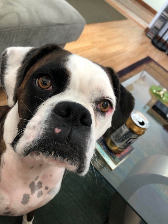 This is Libby. She had a scab on her nose and when it healed, it left a perfect pink heart. A target for your smooches, if you will. 14/10