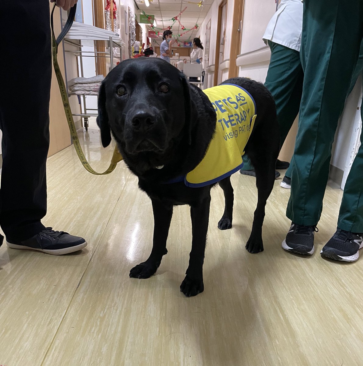 Jemma Ashton (@physiojem) on Twitter photo The therapy dogs are back visiting <a href="/UHSFT/">University Hospital Southampton 💙</a> 🙌🏼
The patients and staff on F8 stroke unit were super happy to see Kimmy this morning 🐶 The therapy dogs are back visiting <a href="/UHSFT/">University Hospital Southampton 💙</a> 🙌🏼
The patients and staff on F8 stroke unit were super happy to see Kimmy this morning 🐶