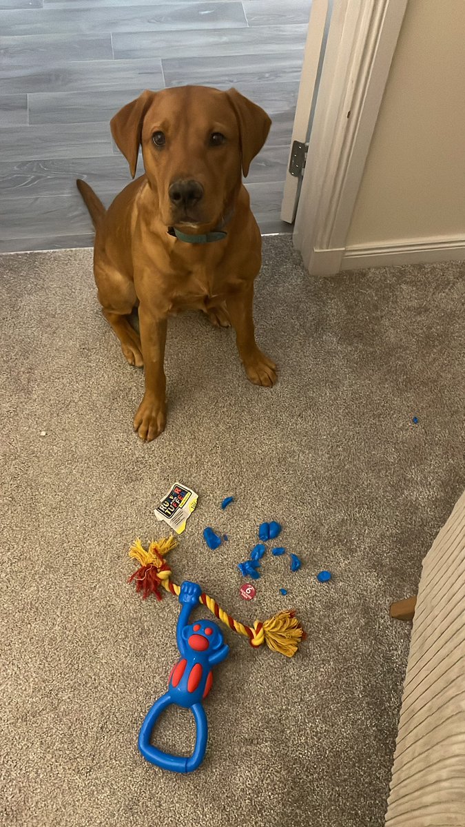 HazeMacG's tweet photo. Hey @PetsatHome bit disappointed in this ‘rough and tougher’ toy. Took our pup all of 6 minutes to turn him into Superman. 🦸🏻‍♂️ https://t.co/xJHDrlvyB2