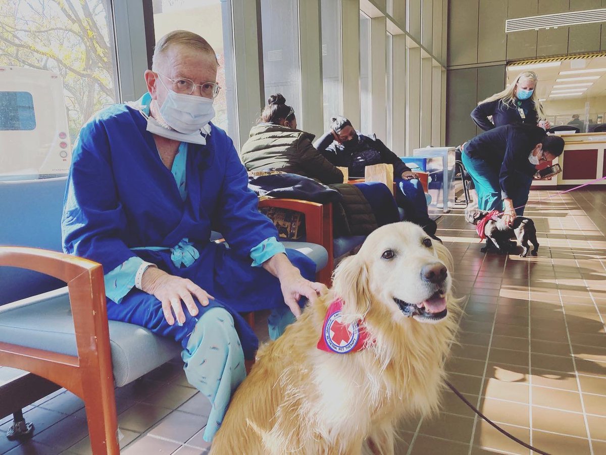 RedCrossNCGC's tweet photo. Ivy is a dedicated #RedCross service #dog who works around 2x a week @WRBethesda with her mom, Petra. From the moment she and #veteran patient, Mr. Perrin met—they were stuck together like glue! Thank you for your service Ivy, Petra &amp; Mr. Perrin! Join us: https://t.co/lyFJYOyPF4 https://t.co/Rnosxb8e64