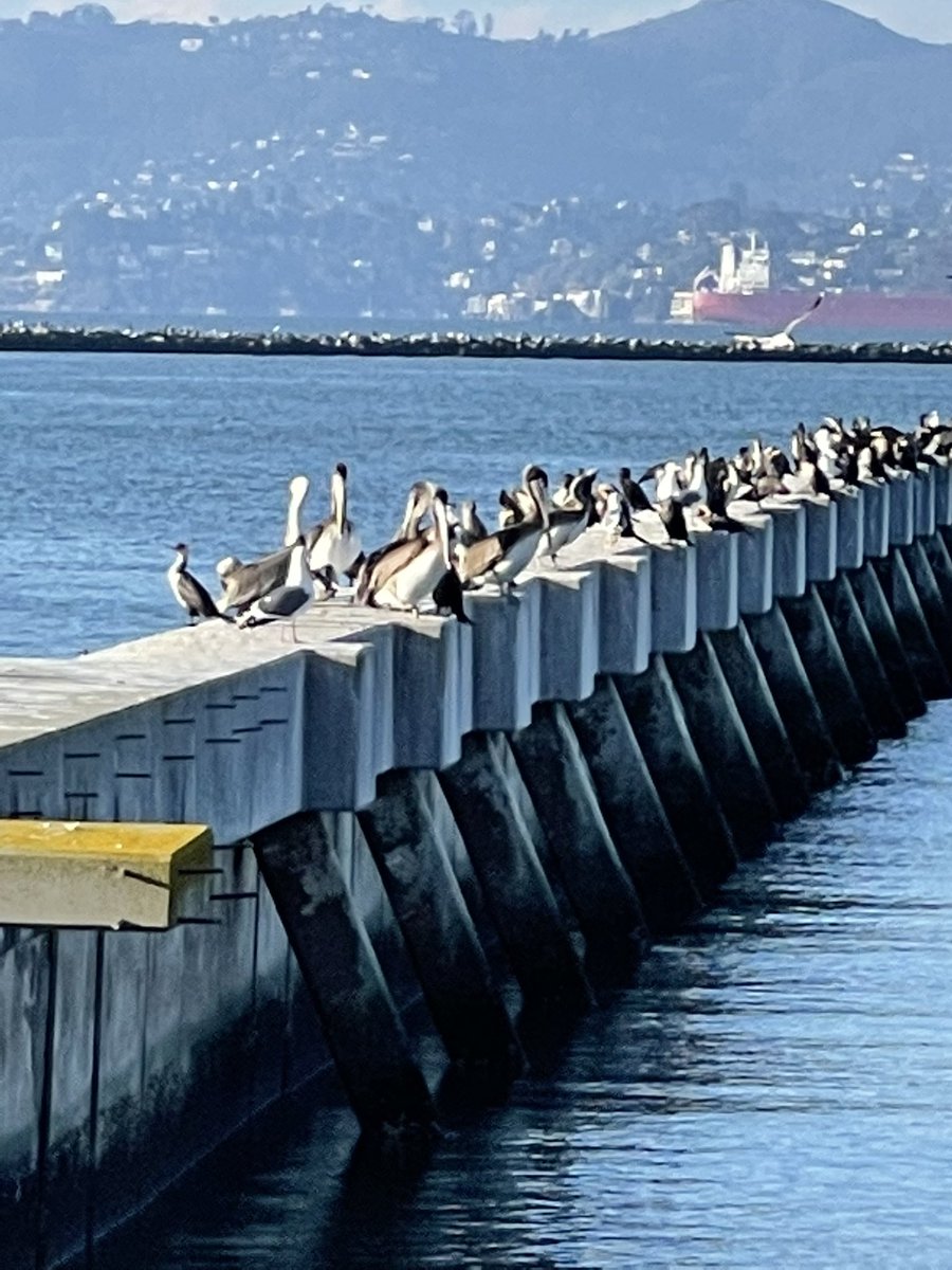ohohorganic's tweet photo. Pelican party! So amazing to see all these guys hanging out in our little harbor. #dailywalk #gooutside #writeyoursenator #protectfreedomofchoice https://t.co/GzpTxgiWHT