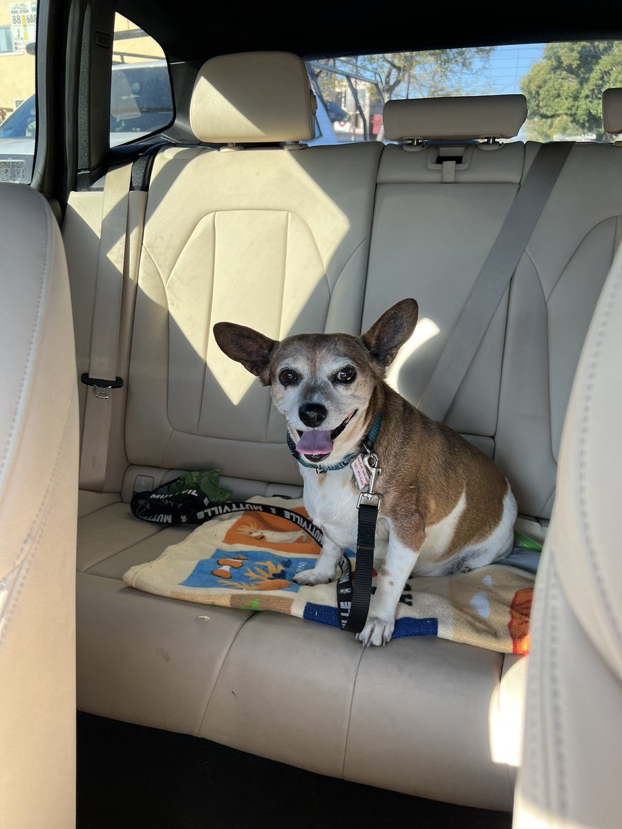 falkdal's tweet photo. @Muttville Welcome to the Muttville Big Ear club! https://t.co/m9wpK1CJ0T