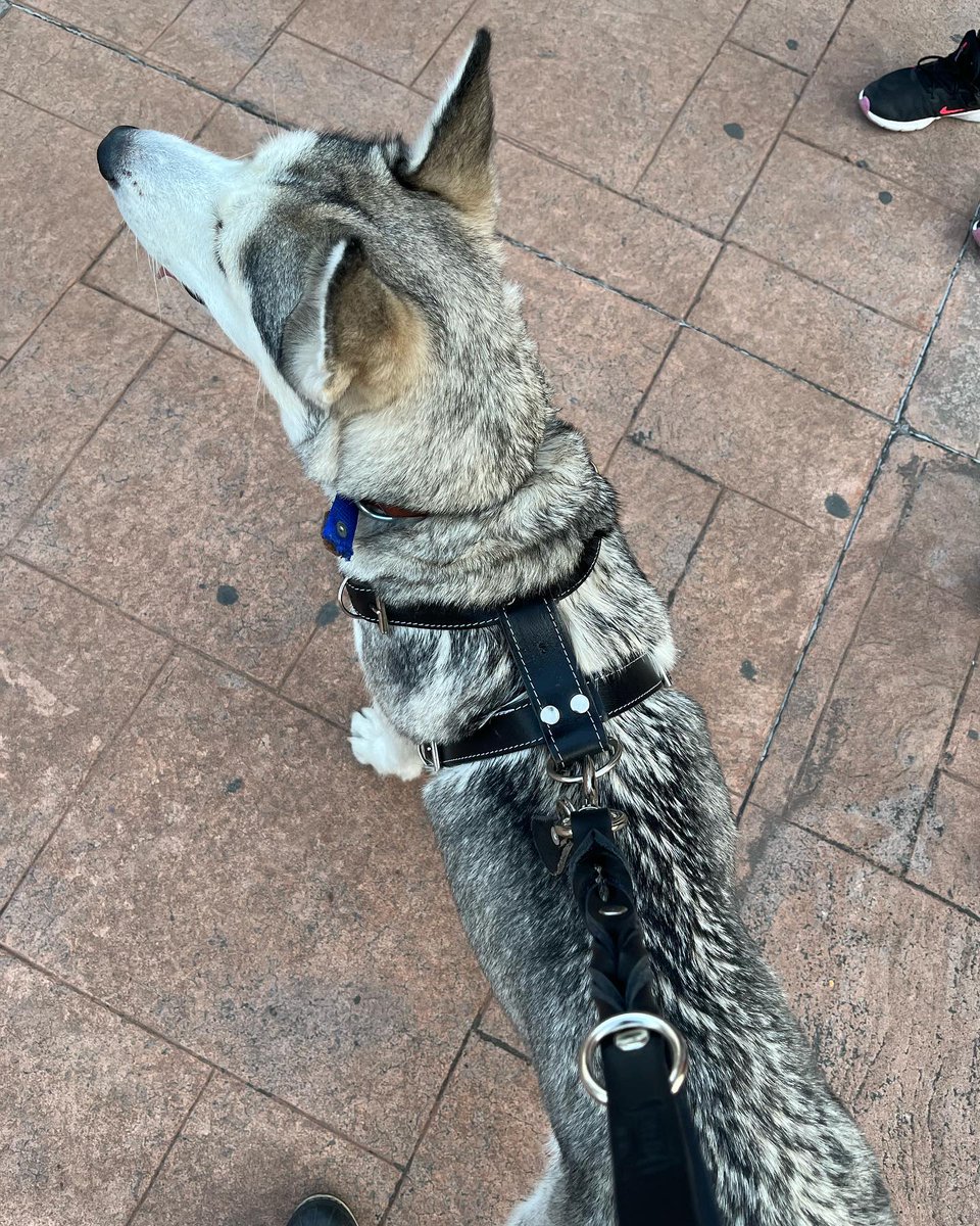 ZonkyPets's tweet photo. Gracias por tu compra Akila 😍
@aidee_frannco
.
.
.
#ZonkyPets #zonky #Perros #husky https://t.co/s0wJKFIN1q