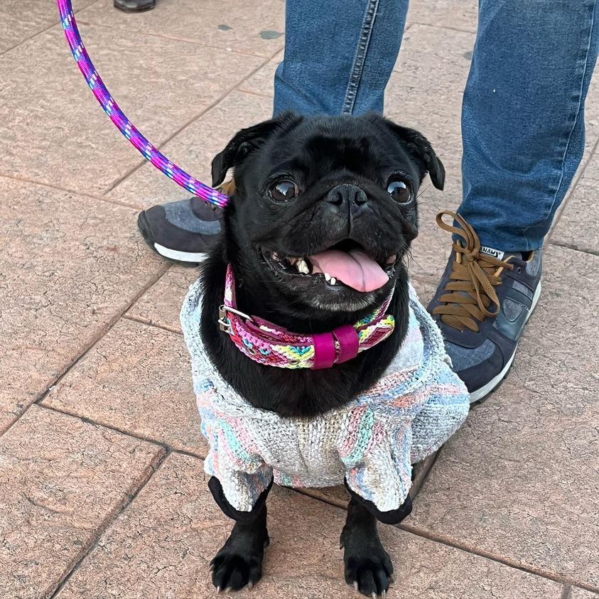 ZonkyPets's tweet photo. Cloe estrenó en @zonkypets 👏😎
.
.
.
#zonky #mascotas #pug #perropug #pets #zonkypets https://t.co/qA4WIpymDE
