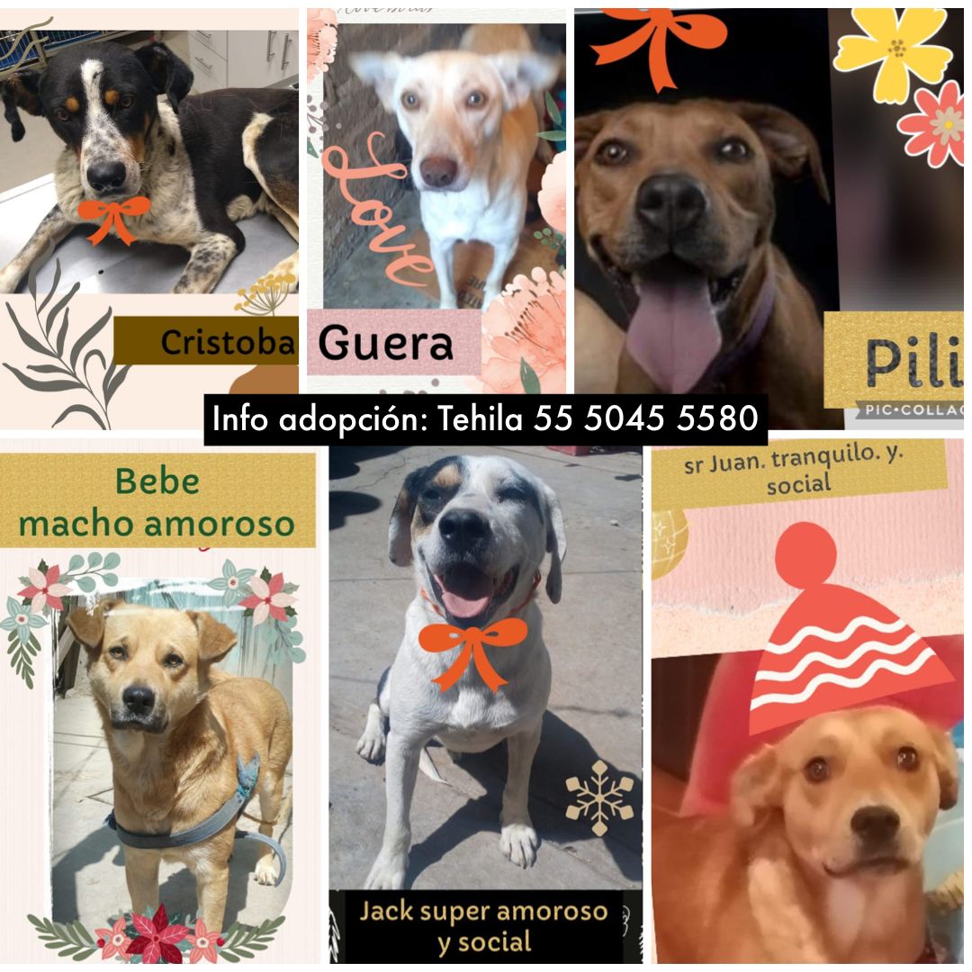 Mascotas Coyoacán 🐾 tweet media