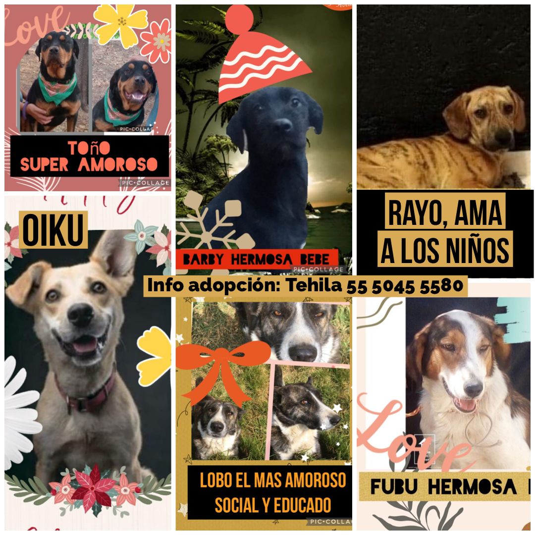 Mascotas Coyoacán 🐾 tweet media