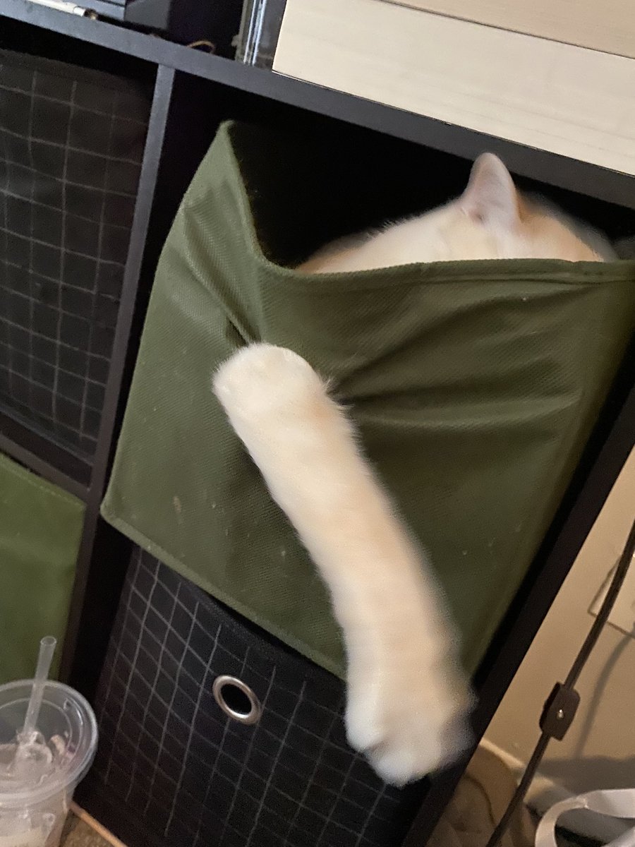 finn (@finnythekitty) on Twitter photo 