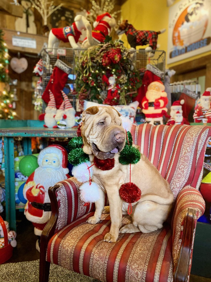 I am heartbroken to share that our beautiful Daisy went over the rainbow bridge today. It was unexpected and we are devastated.