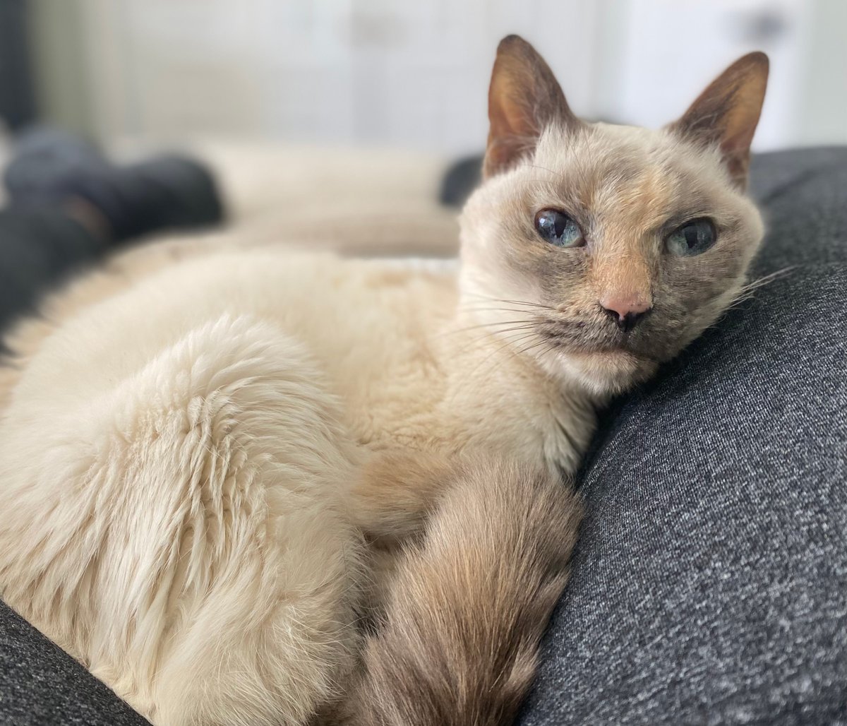 SPCA of Wake County tweet media