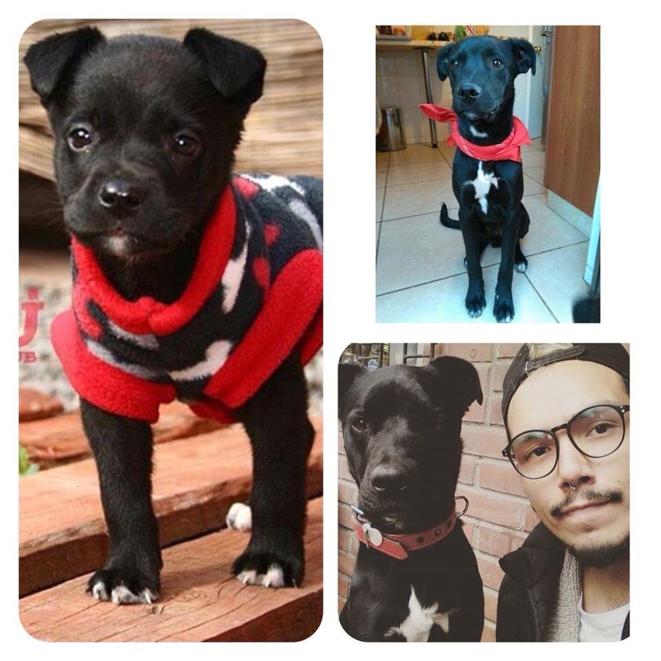 SckubSeba's tweet photo. A este bebecito lo encontré caminando sin rumbo un 6 de mayo del 2016, era del porte de mi mano y no soporté dejarlo solo, de inmediato lo quise para mi. No imagino mi vida sin mi KIRÜ mi negrito, tierno y juguetón ya son 5 años junto a mi ❤️ #AdoptaNoCompres #AnimalitosxBoric https://t.co/9W1H7KSptK