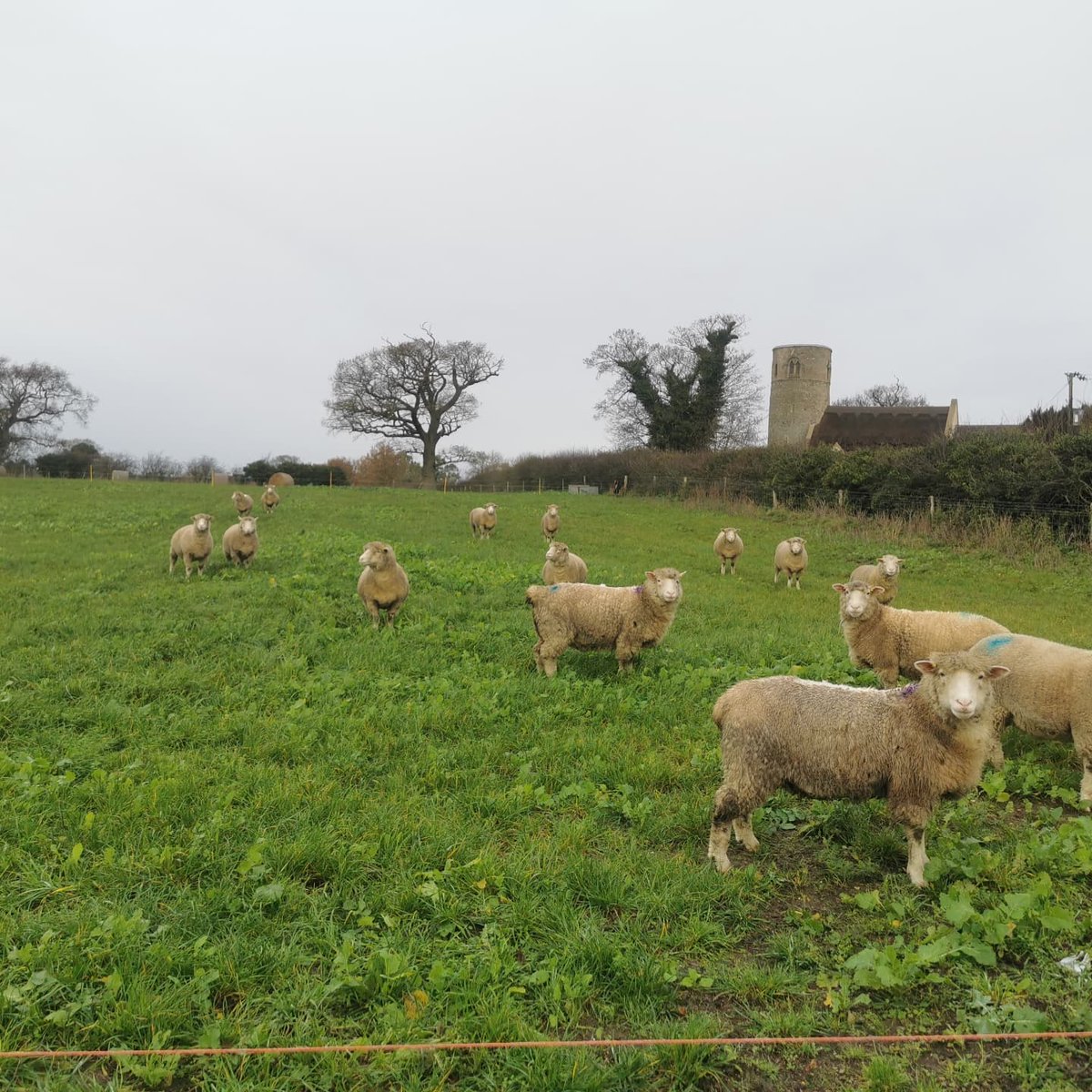 First of our Poll Dorset ewes to lamb at Christmas, not long to go. #excited #christmaslambing <a href="/Em_Rose14/">Emily Bales</a> #polldorset #outofseasonlambing