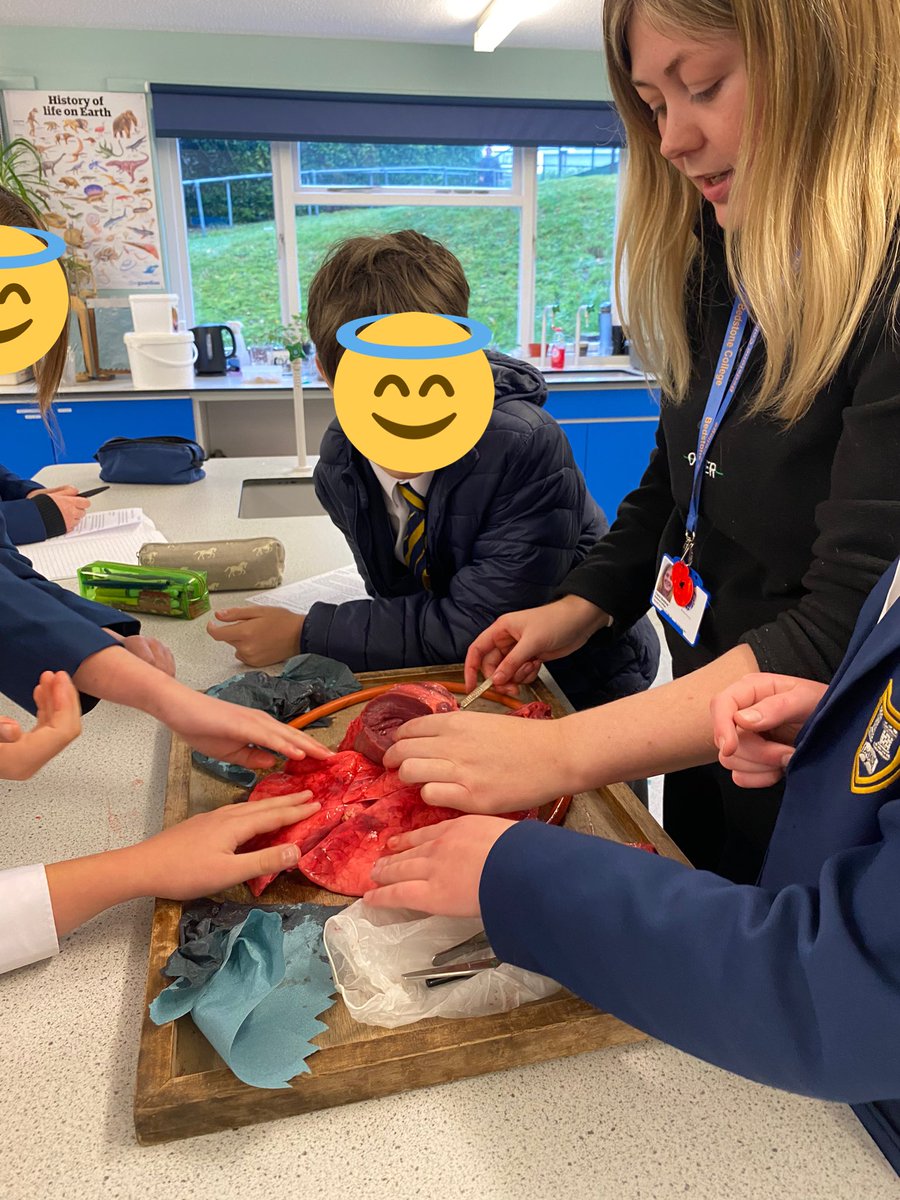 MissBeddow_PE's tweet photo. Crazy to think when I was at school I’d nearly always leave the classroom during dissections, and now I’m the one leading them! 🫁🔪 #science #biology #dissection https://t.co/AjiLMgqi2z