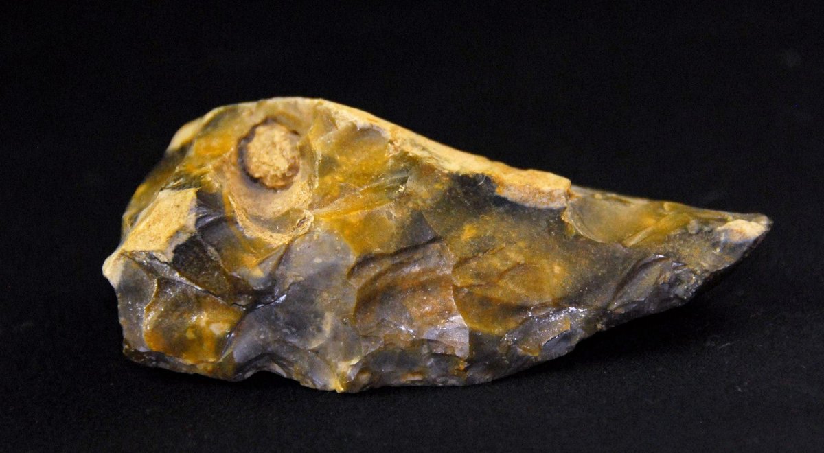 bruce_jeh's tweet photo. Acheulian flint uniface handaxe, also known as a slipper axe. Twydall, Kent, England. Lower Paleolithic Period: 1.2 mya - 250,000 years ago. 11 cm long x 7 cm wide.
Collected in 1912. #Flintknapping #stone_tools https://t.co/7TyA6aJGok