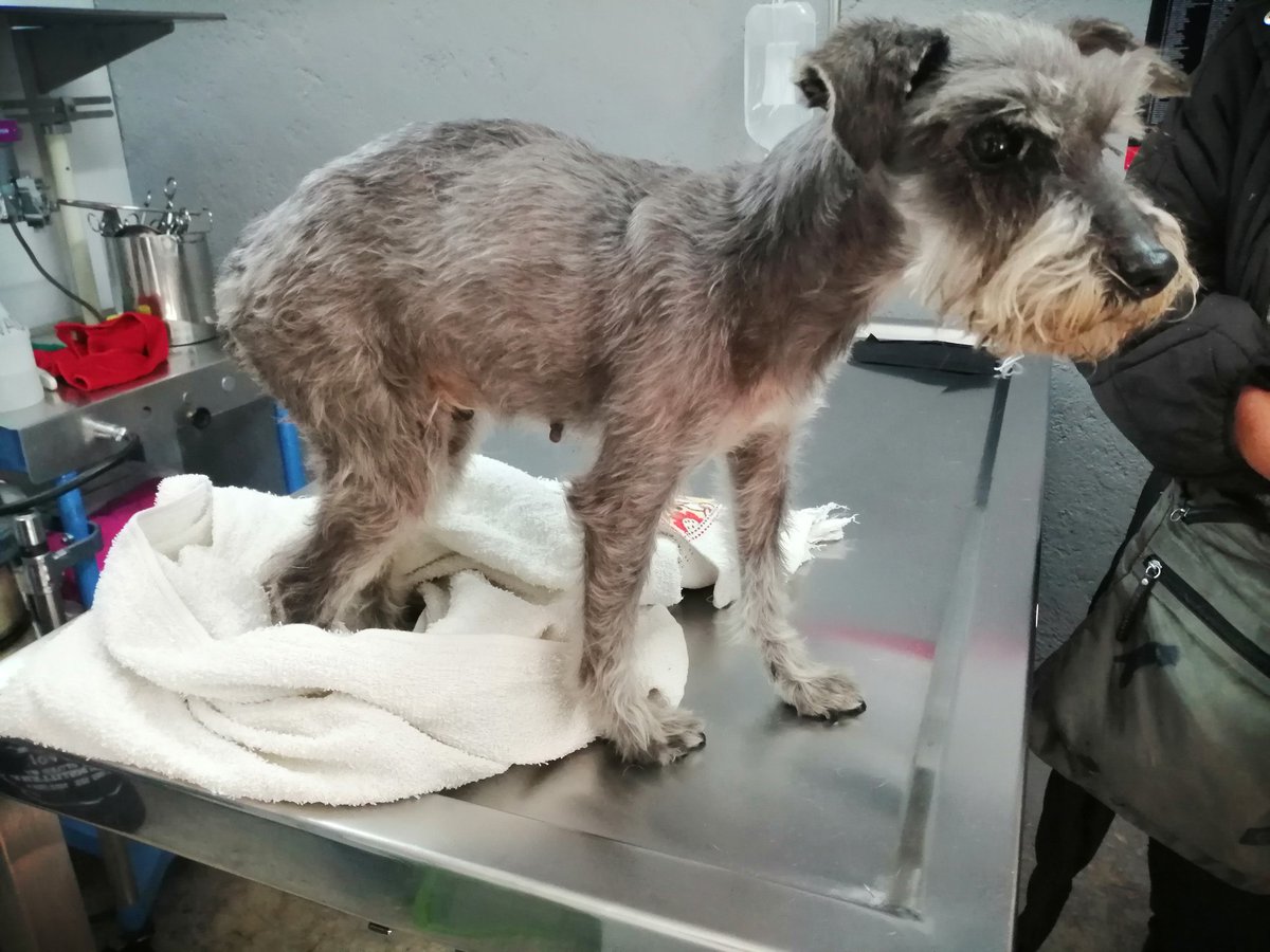 Naz Froitzheim tweet media