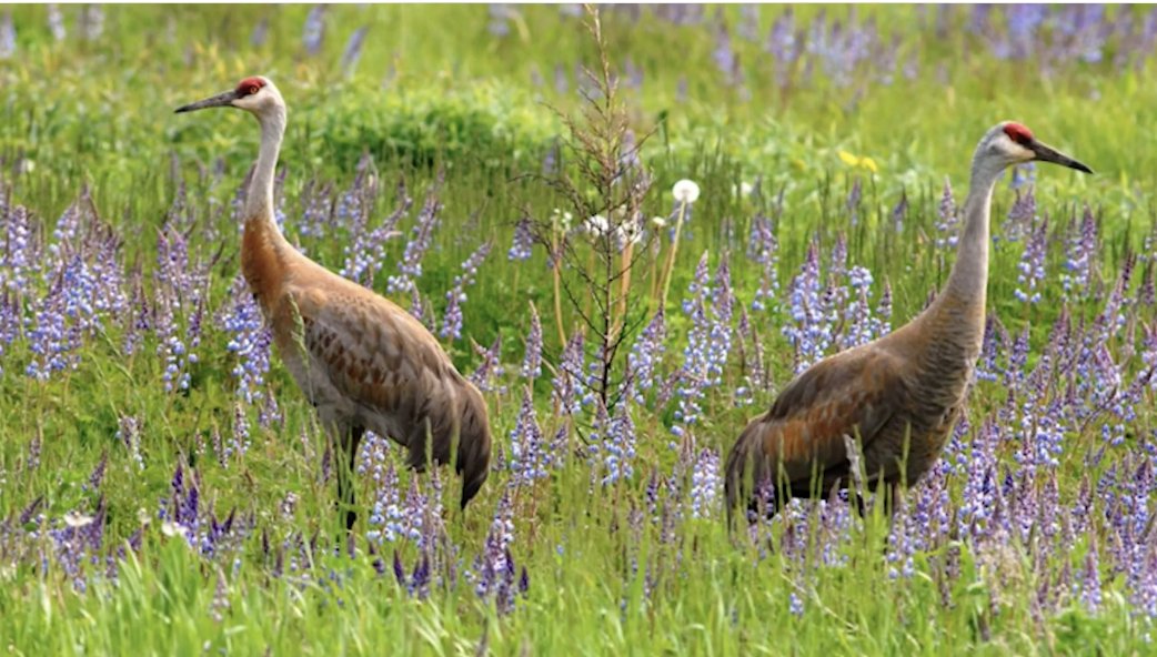 Internet Scout tweet media