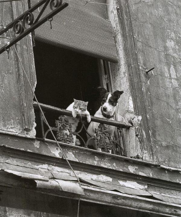 Havenlust's tweet photo. Dog and Cat in Paris

Annick Gérardin https://t.co/bqZPr65YmV