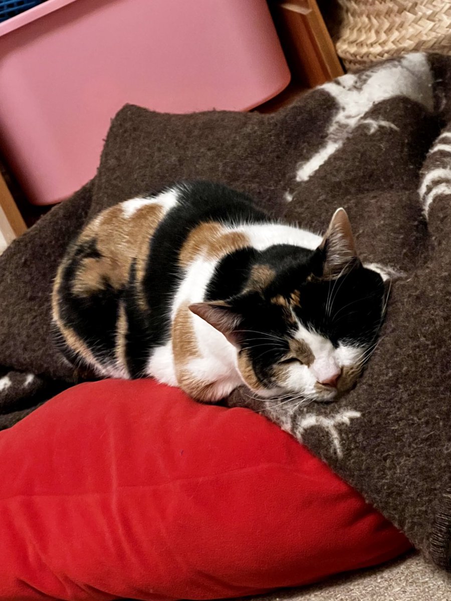 HeyMinervaFray's tweet photo. My loaf didn’t rise 😔 https://t.co/1xKVs77fQz