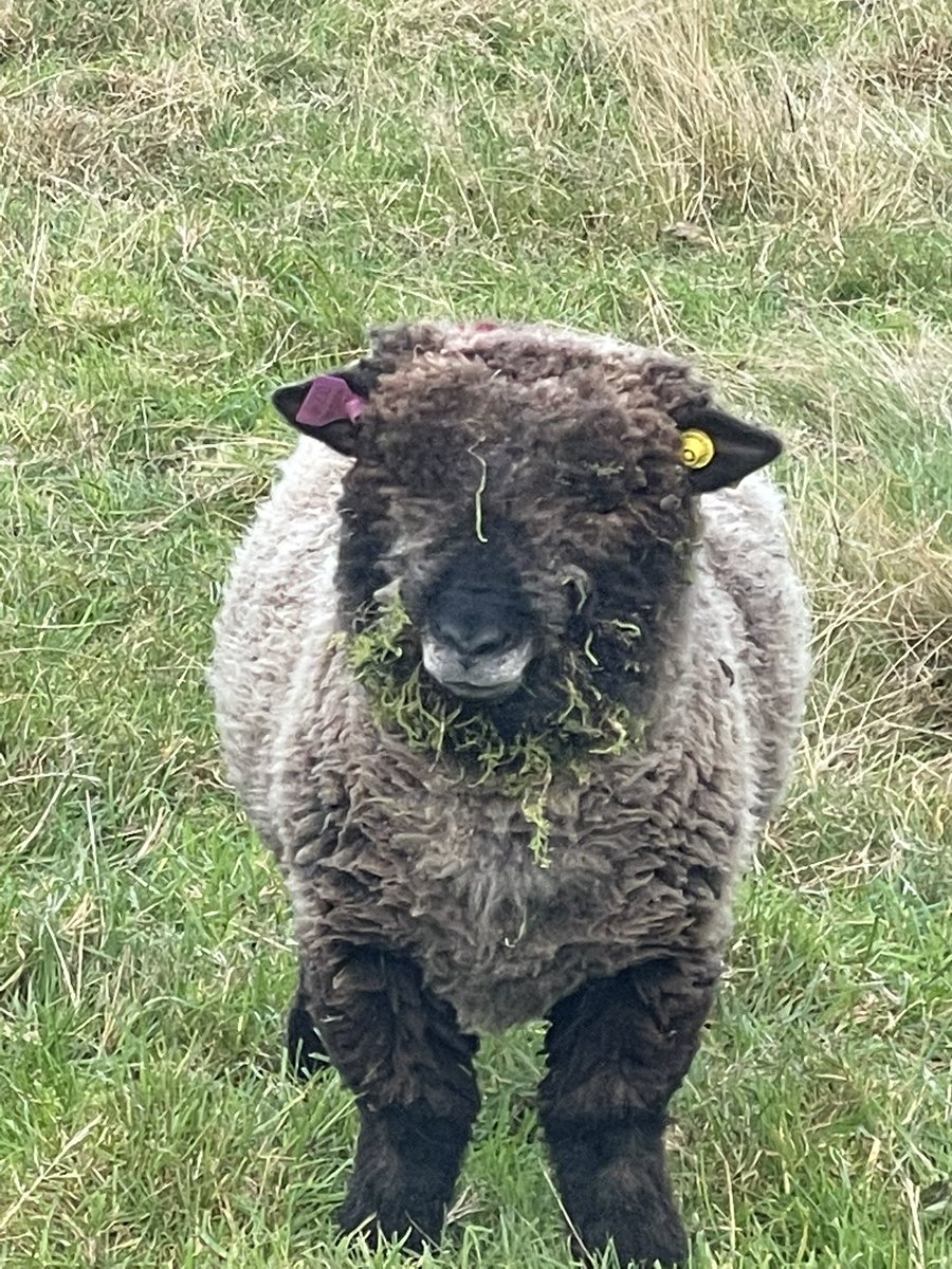 jacwasswilliams's tweet photo. @OnTheFarmC5 My favourite thing in the morning. Sheep checks before heading to work definitely my mental health place and what helped me hugely through the pandemic https://t.co/WcdIuVoWS2