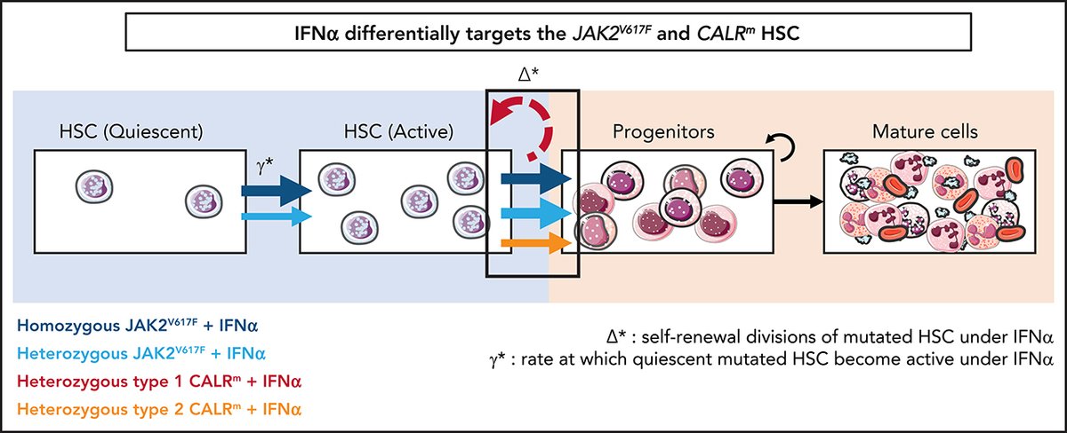 BloodPortfolio's tweet image. Inferring the dynamics of mutated hematopoietic stem and progenitor cells induced by IFNα in myeloproliferative neoplasms loom.ly/8-2JNgc