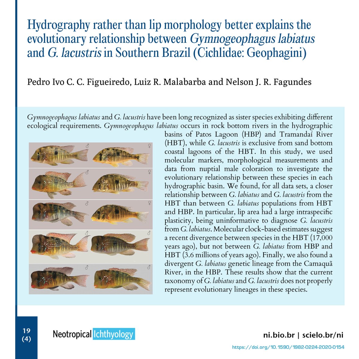 When considering the reciprocal monophyly, the degree of genetic divergence, and all the morphological evidences, our data suggest that HBT and HBP represent sister lineages.
ni.bio.br/1982-0224-2020…
doi.org/10.1590/1982-0…