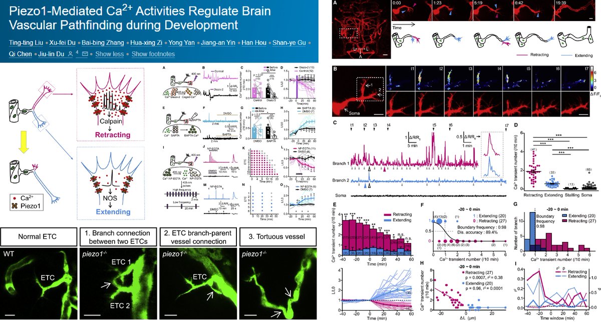 HaoYin20's tweet photo. #Piezo1 orchestrates endothelial tip cell migration in zebrafish brain #SproutingAngiogenesis
Hi-frequency local Ca2+ transients 0.19/min -> calpain -> sprout retraction
Lo-freq 0.06/min -> eNOS -> sprout extension
Dr. Jiu-lin Du lab @NeuroCellPress 2020
https://t.co/Vd0L3sKXdP https://t.co/IISWZ9AJbK