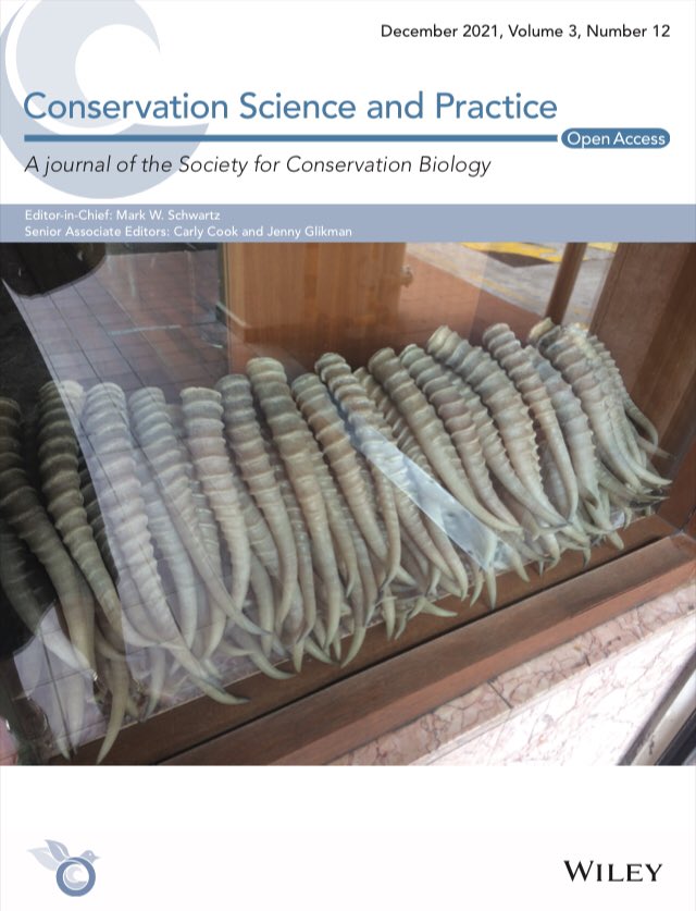 Hunter L Doughty, PhD (@hunterldoughty) on Twitter photo So cool to see saiga horns & our paper featured on <a href="/ConservationSP/">Conservation Science and Practice</a>’s front cover! Our study found young adults in Singapore cared more about price & convenience than any one type of ‘cooling water’ inc ones made with saiga horn doi.org/10.1111/csp2.5… So cool to see saiga horns & our paper featured on <a href="/ConservationSP/">Conservation Science and Practice</a>’s front cover! Our study found young adults in Singapore cared more about price & convenience than any one type of ‘cooling water’ inc ones made with saiga horn doi.org/10.1111/csp2.5…