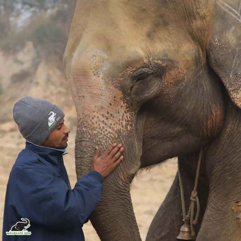 Today on #NFTuesday, we celebrate <a href="/thugbirdz/">thugbirdz ¬¬</a> <a href="/Red_Panda_Squad/">Red Panda Squad</a> and <a href="/PandaStreetNFT/">PANDA STREET</a> 
communities for your donations to #WildlifeSOS
this year. Your support will help expand our Elephant Hospital Campus so more rescued 🐘 can have the freedom to just be an 🐘 and heal.  #ThankYou 🙏