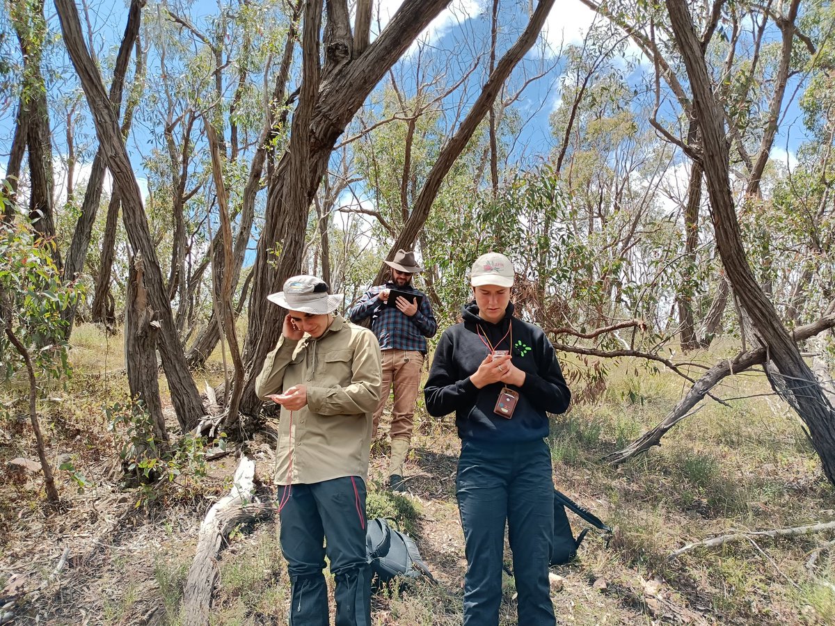 GunnarKeppel's tweet photo. We are back at Spring Gully CP to assess #dieback and finish resurveying more than 400 red #stringybark trees first tagged by DEW in 2006. https://t.co/IMmnkI4I1d
