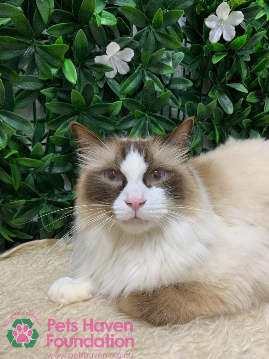 petshaven's tweet photo. Do not let these furry cuties spend Christmas alone. Call us today and meet your four-legged soul mate! 🐾
Read about them and the other pets looking for a second chance here: https://t.co/H9msuWq6wb https://t.co/ANYNDuLuyU