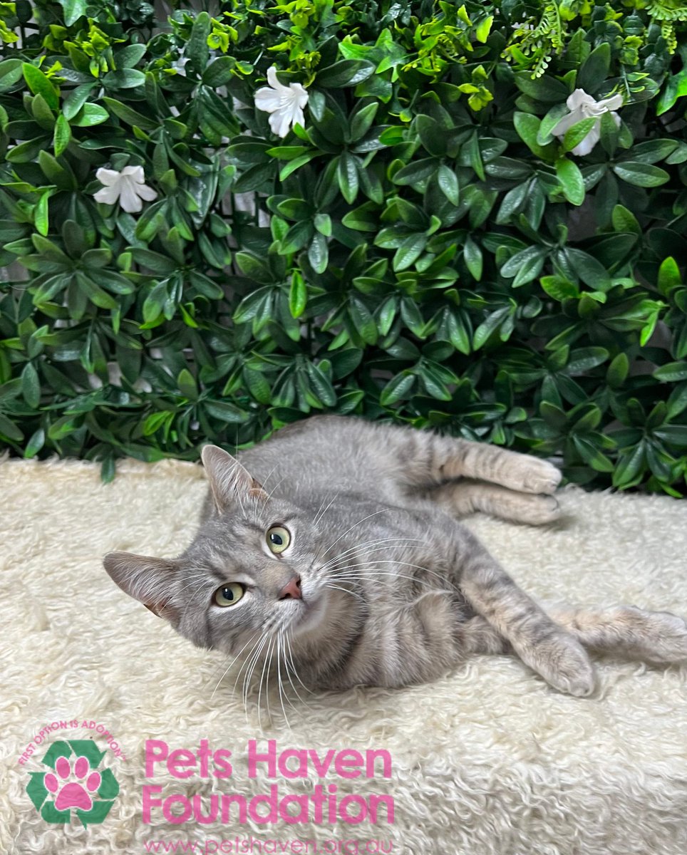 petshaven's tweet photo. Do not let these furry cuties spend Christmas alone. Call us today and meet your four-legged soul mate! 🐾
Read about them and the other pets looking for a second chance here: https://t.co/H9msuWq6wb https://t.co/ANYNDuLuyU