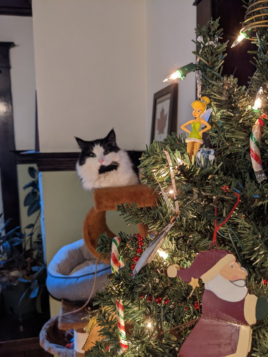 junger_env's tweet image. Tinkerbell is having none of it Tortellini (the cat) #workdistractions