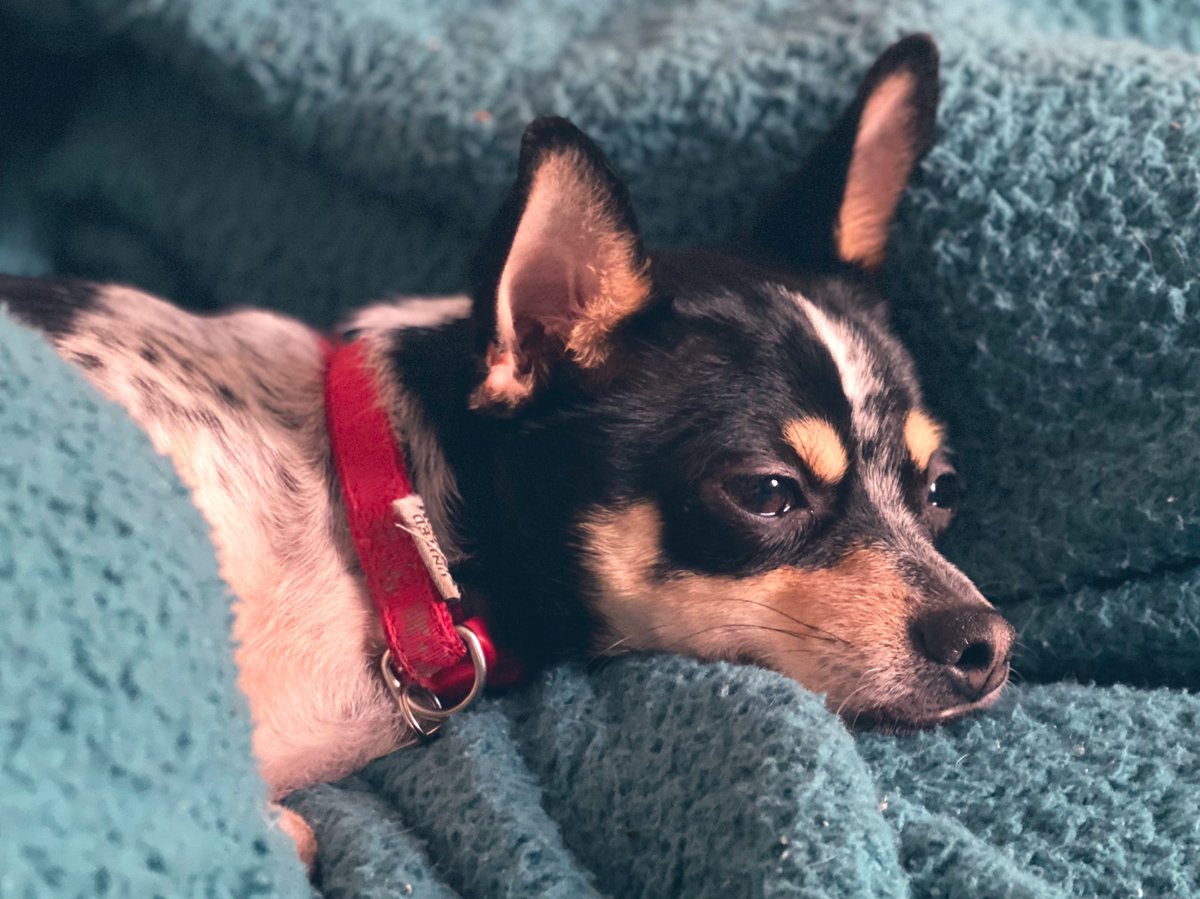 dexter110619's tweet photo. I love being snug! 

#dexter110619 #dogsoftwitter #puppylove #puppyoftheday #puppygram #doglovers #dogoftheday #jackchi #jackchihuahua #jackrussell #chihuahua #crazypuppy #dogphotography #photography #photoftheday #lovedogs #london #dagenham #uk https://t.co/niOtWkHRw5