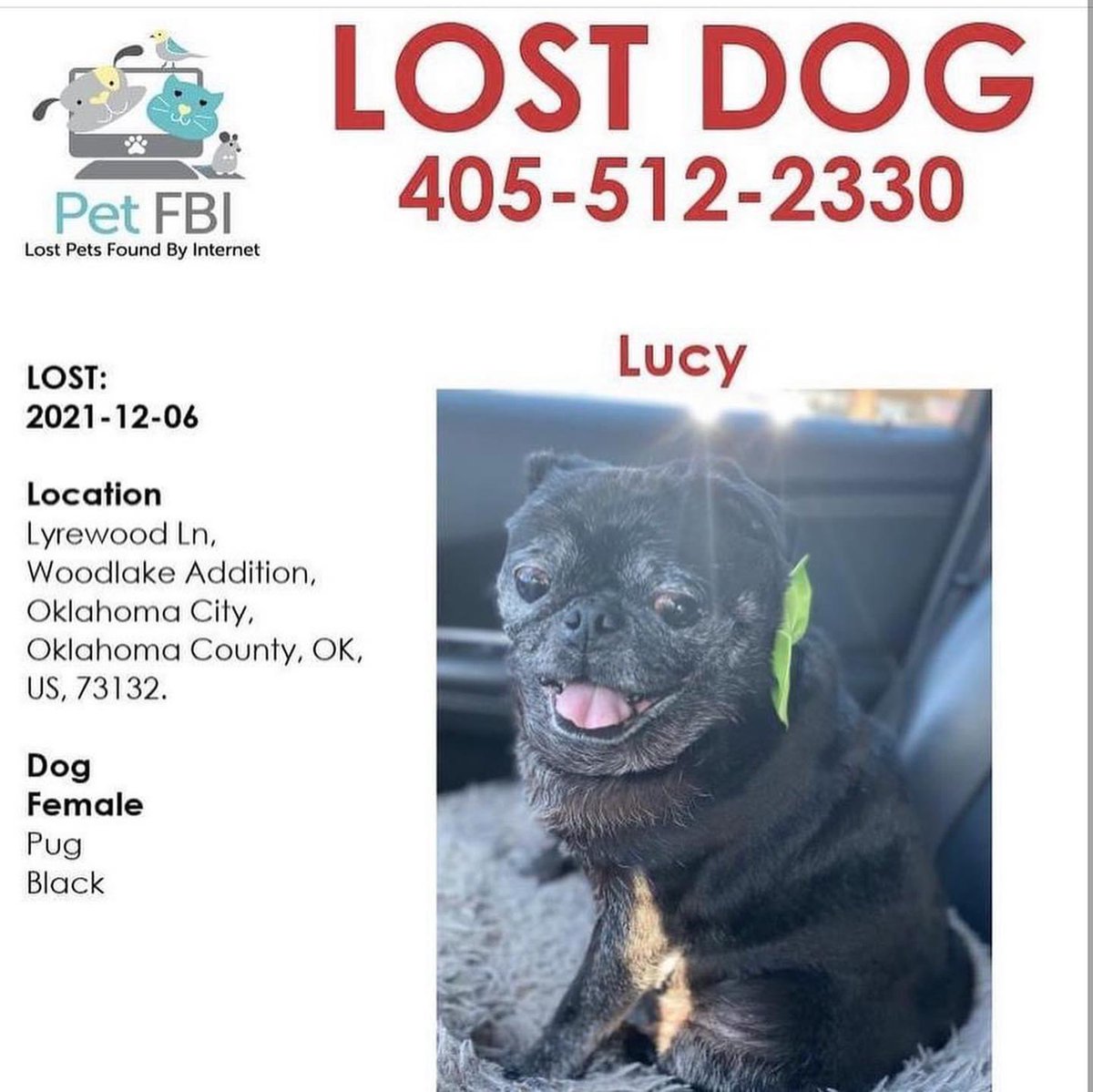 Friends….PLEASE SHARE AND BE ON THE LOOKOUT!!!! 🐾 🔧 

Please share and repost! Her name is Lucy she is 12yrs old, blind and deaf. This sweet girl needs to be reunited with her mama. Last seen around 63rd and Rockwell.